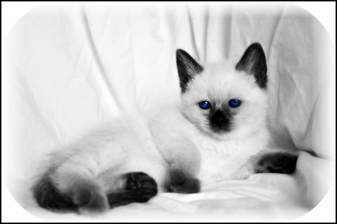 Seal Point Siamese Kitten In Black And White Effect