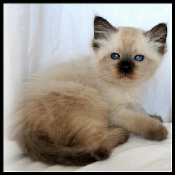 Seal Point Balinese Kittens For Sale In California