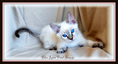 blue lynx point siamese cat